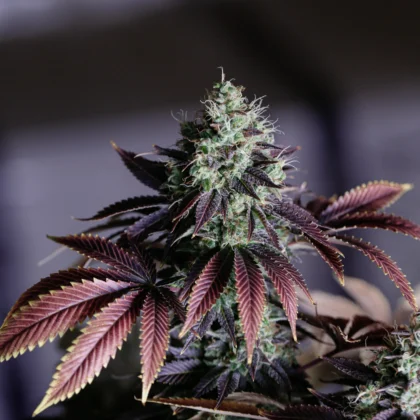 CBD-Blüten