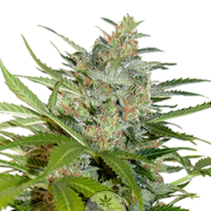 Northern Lights Cannabissamen 3er Pack